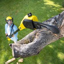 How Our Tree Care Process Works  in Farmington, NM